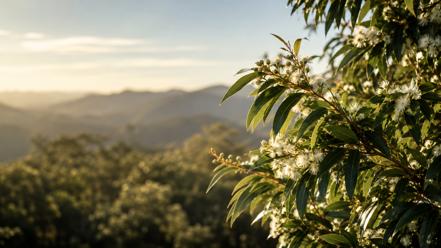 Flowering lemon myrtle branch at golden hour over the Queensland hinterland