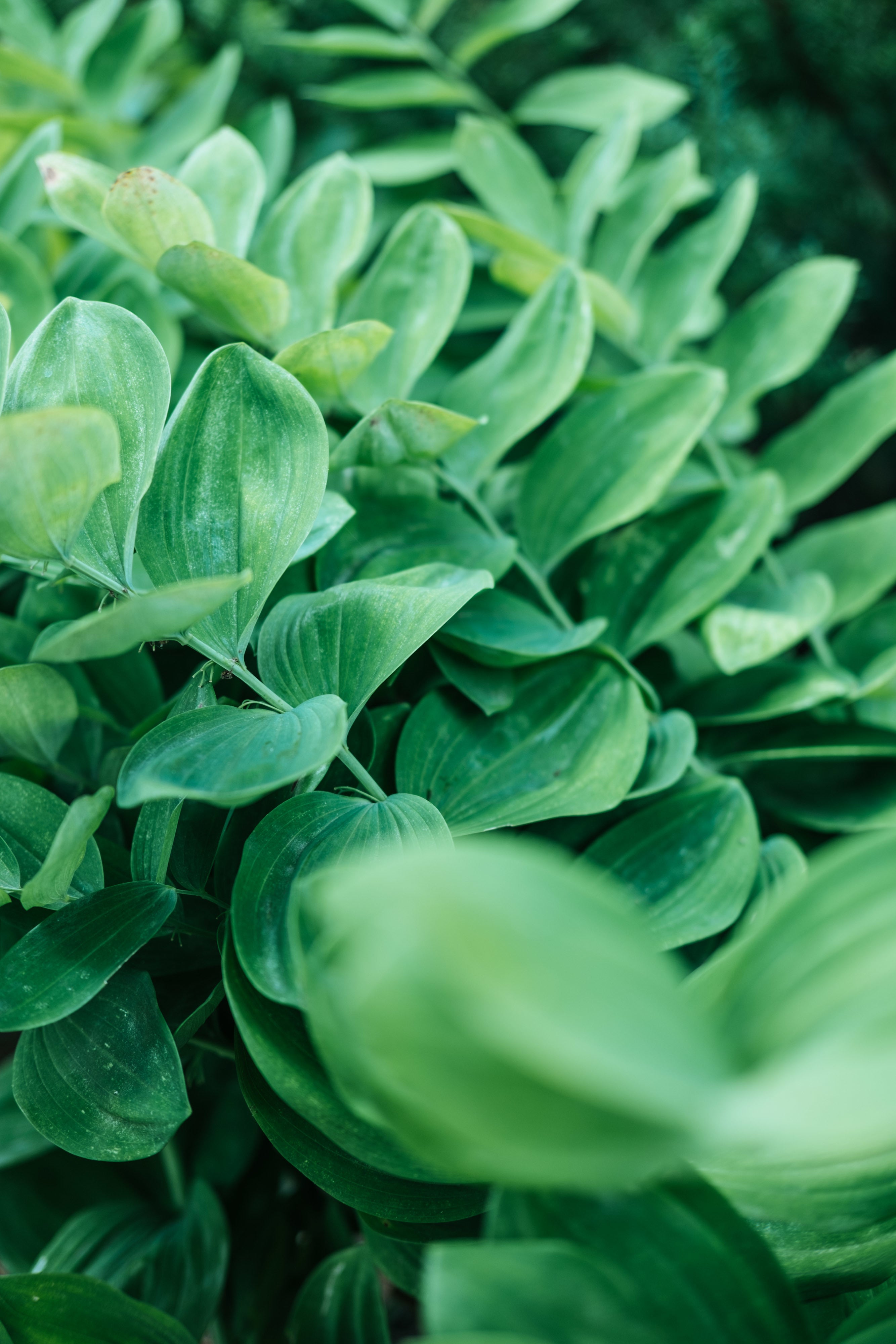 Lush layered lemon myrtle leaves